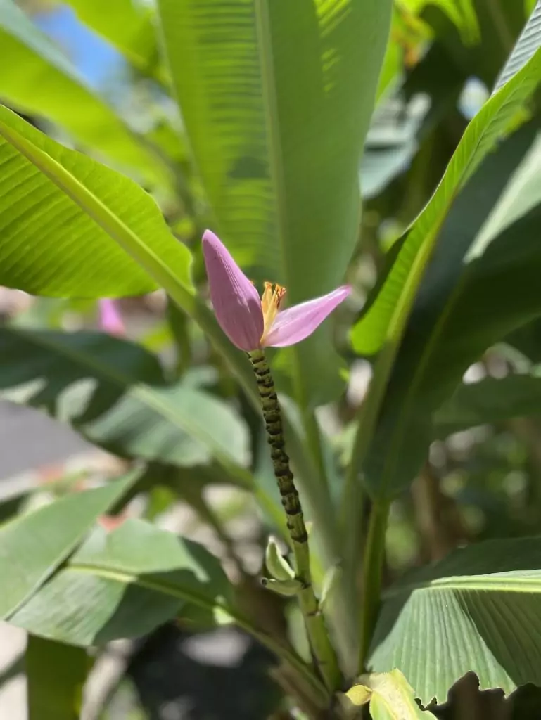 Fleurs de bananier, jardin tropical, itinéraire en Guadeloupe