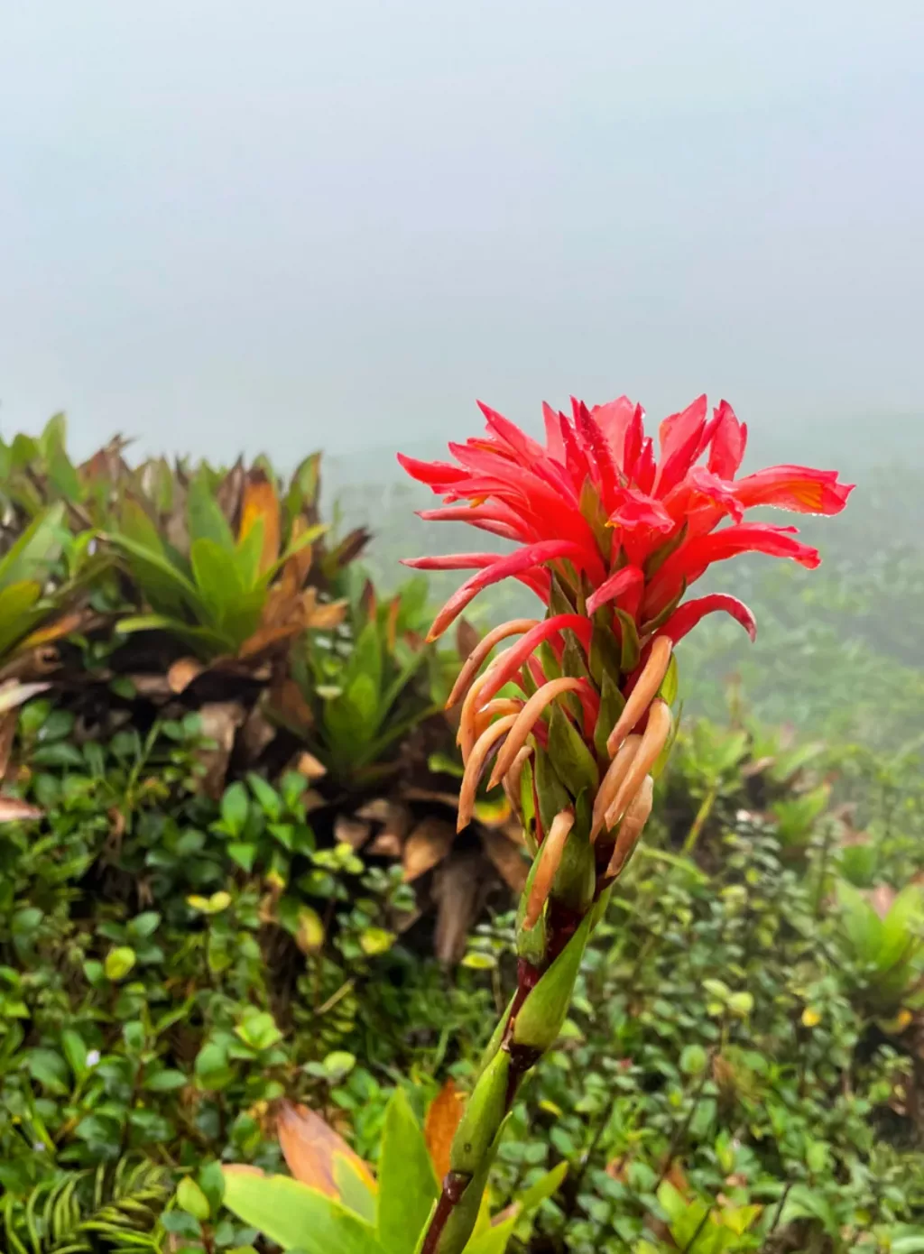 FLEURS guadeloupe